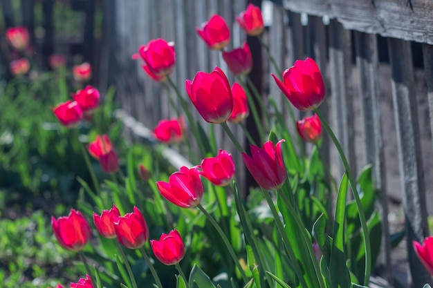 Frühlingsrote Tulpen auf dem Hintergrund des Zauns