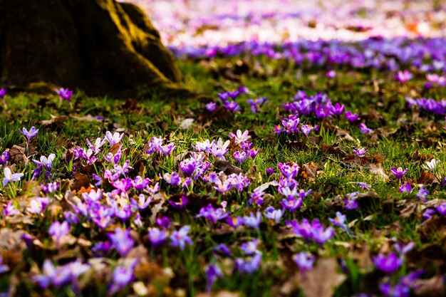 Frühlingssafran und Grasteppich im Park. Schöne Naturblumen für Inspiration. Tilf-Shift-Version