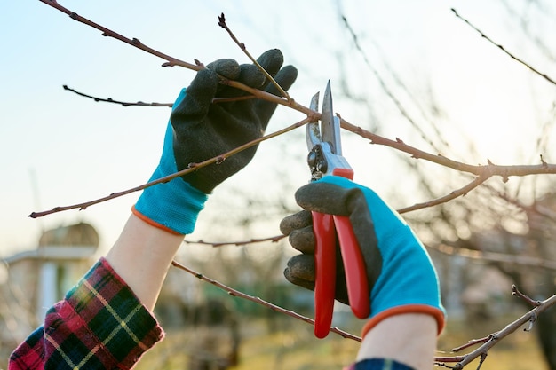 Foto frühlingssaisongarten, der obstbäume mit gartenscheren beschneidet