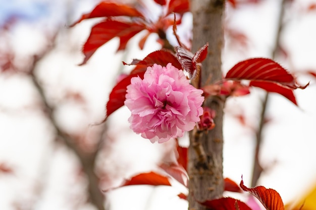 Frühlingssakurablüte Makro Frühlingsakura blüht auf einem Zweig Foto von Frühlingssakurablüten