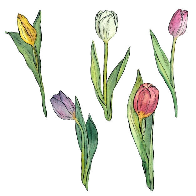 Frühlingssatz Tulpenblumen Aquarellillustration