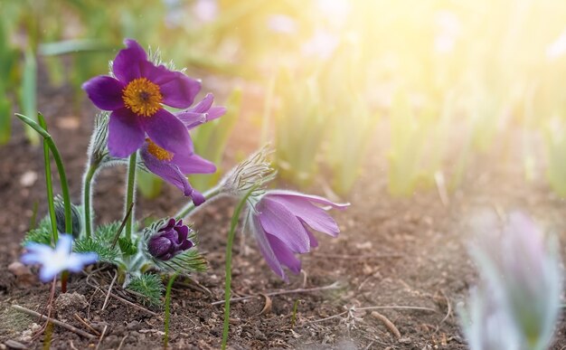 Frühlingsschlüsselblume blüht im Park