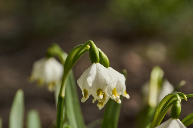 Frühlingsschneeflocke Lat Leucojum blüht