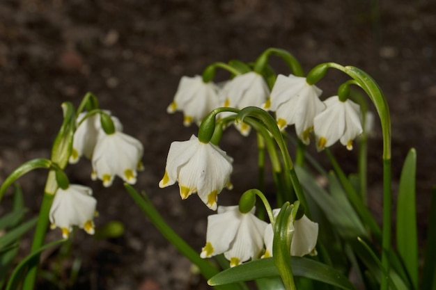 Frühlingsschneeflocke lat Leucojum vernum blüht