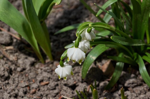 Frühlingsschneeflocke lat Leucojum vernum blüht