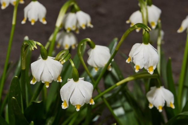 Frühlingsschneeflocke lat Leucojum vernum blüht