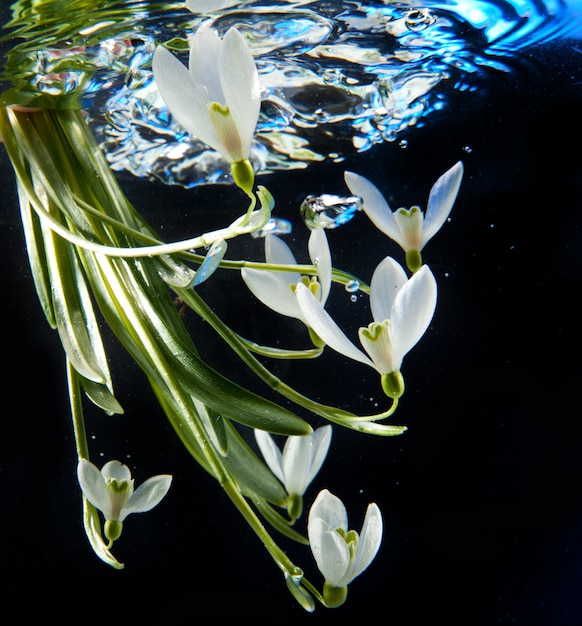 Frühlingsschneeglöckchen im Wasser