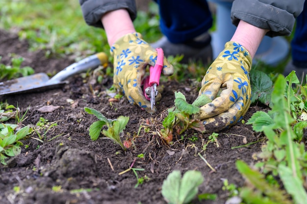 Frühlingsschnitt und Jäten von Erdbeersträuchern. Frauenhände in Gartenhandschuhen, die Unkraut jäten und Erdbeerblätter mit einer Schere beschneiden.