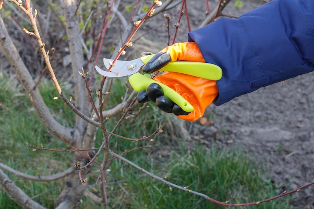 Frühlingsschnitt von Pfirsichbäumen Frau mit Gartenschere schert die Spitzen eines Pfirsichbaums