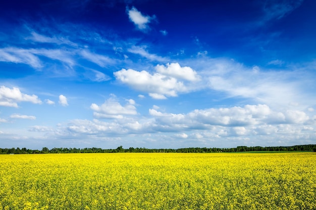 Frühlingssommerhintergrund Rapsfeld und blauer Himmel