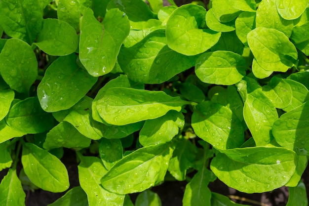 Frühlingssprossen im Garten