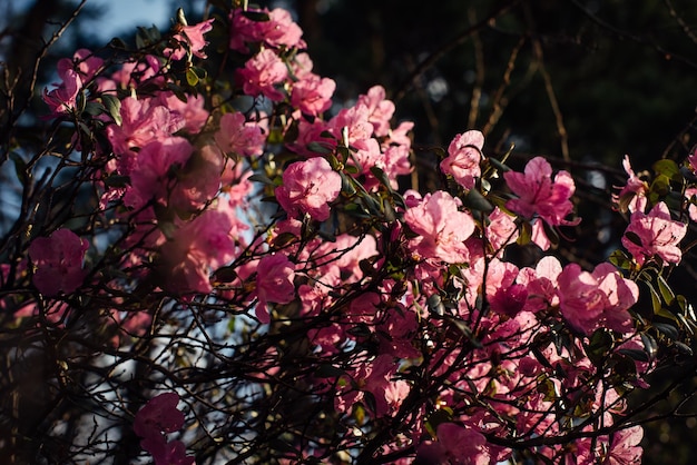 Frühlingsstrauch, der im Sonnenlicht mit zarten rosa Blüten blüht Wilder Rhododendron in den Bergen, Nahaufnahme, selektiver Fokus Abstrakter, floraler, dunkler, unscharfer Hintergrund