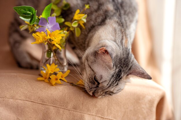 Frühlingsstrauß aus frischen Blumen und neugierigen Kätzchen