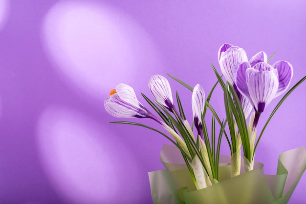 Frühlingsstrauß aus Krokussen und Mimosenblumen gegen den Trend Sehr Peri-Farbhintergrund