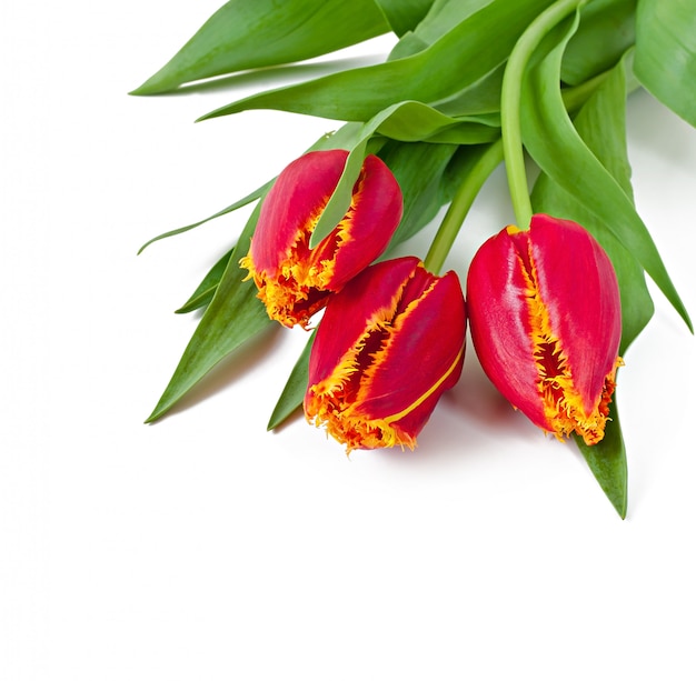 Frühlingsstrauß der roten Tulpen lokalisiert