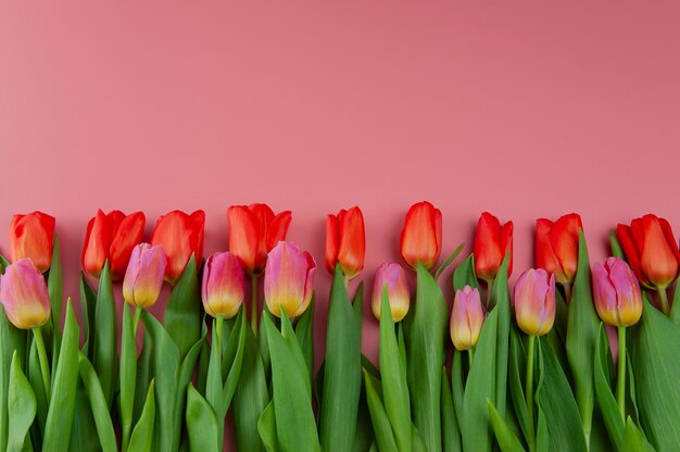 Frühlingsstrauß der Tulpen auf einem rosa Hintergrund
