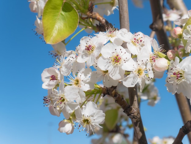 Frühlingsszene eines weißen Blumenstraußes mit violetten Details an den Zweigen eines Prunus domestica-Baumes an einem sonnigen Tag und einem blauen Himmel im Hintergrund