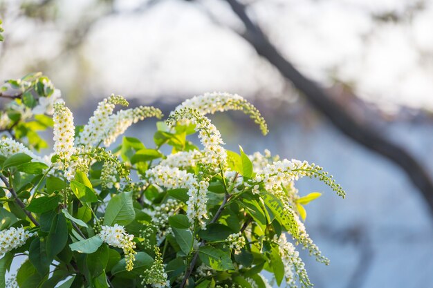 Frühlingsszene im grünen Garten