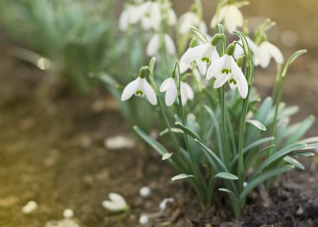 Frühlingsszene mit blühenden Schneeglöckchen am sonnigen Frühlingstag