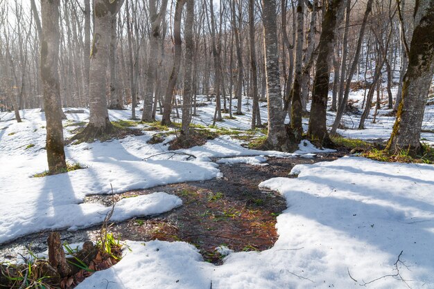 Frühlingstau im Wald