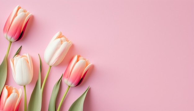Frühlingstulpenblumen auf rosafarbenem Hintergrund, Draufsicht im flachen Laienstil