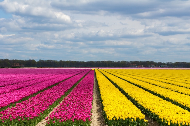 Frühlingstulpenfelder in Holland, bunte Blumen in den Niederlanden