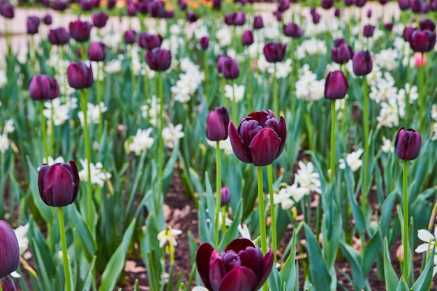 Frühlingstulpengarten aus nächster Nähe mit lila und weißen Blumen