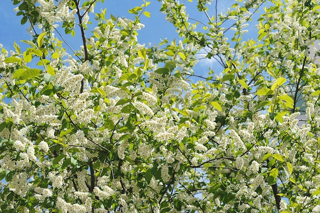 Frühlingsvogel Kirschbüsche blühen