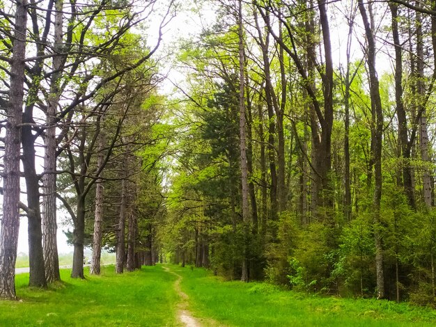 Frühlingswald an einem sonnigen Tag Malerischer Weg im Wald mit Teppich aus grünem Gras und jungen Blättern