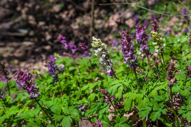 Frühlingswald Die ersten Frühlingsblumen im Wald