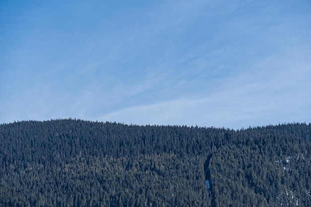 Frühlingswald in den Bergen mit Minimalismus des blauen Himmels