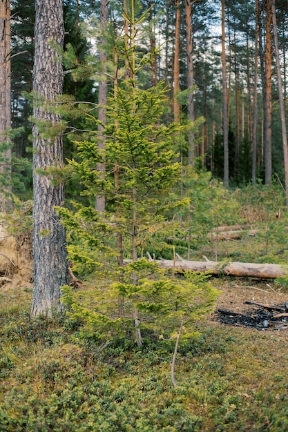 Frühlingswald-Landschaft in Weißrussland