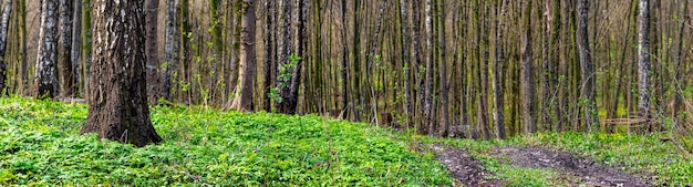 Frühlingswald mit dem ersten Grün und der Straße zwischen den Bäumen