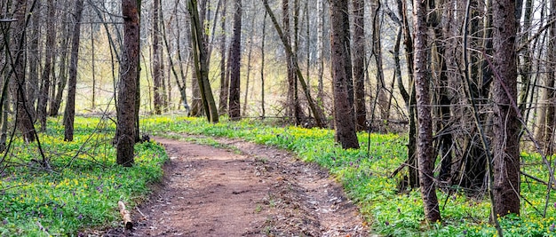 Frühlingswald mit Feldweg und den ersten Frühlingsblumen an einem sonnigen Tag