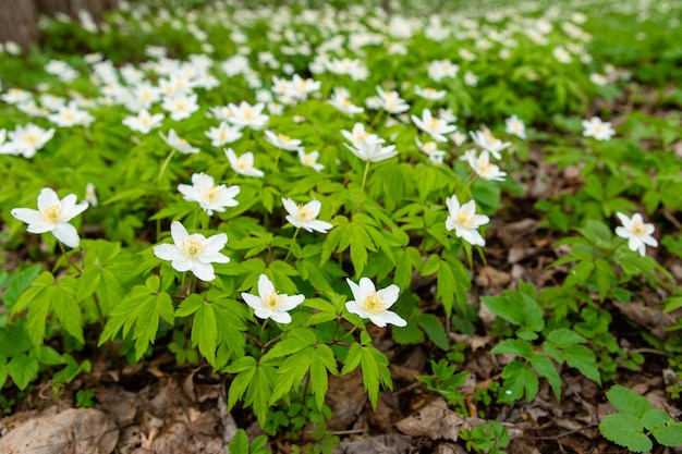 Frühlingswald und schöne weiße Anemonen Anemone nemorosa