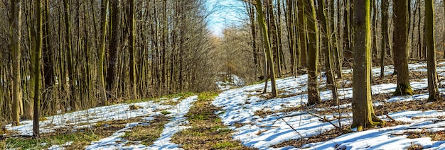 Frühlingswald während der Schneeschmelze bei sonnigem Wetter