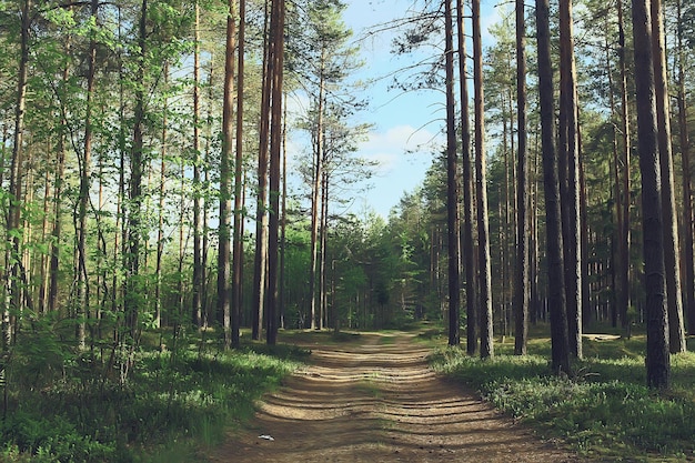 frühlingswaldlandschaft, abstrakte frische, saisonale naturansicht, grüne bäume sonnenstrahlen morgen