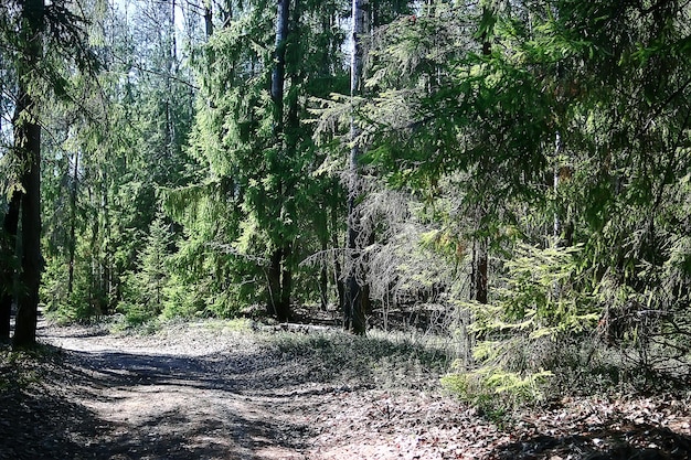 frühlingswaldlandschaft saisonal / grüner hintergrund bäume im wald, frische frühlingssonnige landschaft in der natur, ökokonzept