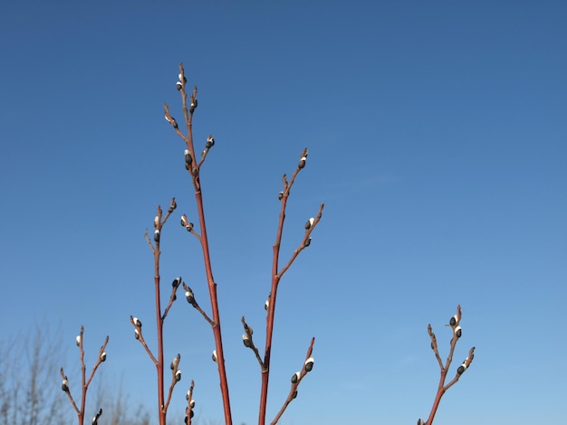 Frühlingsweidenknospen auf einem Hintergrund des blauen Himmels