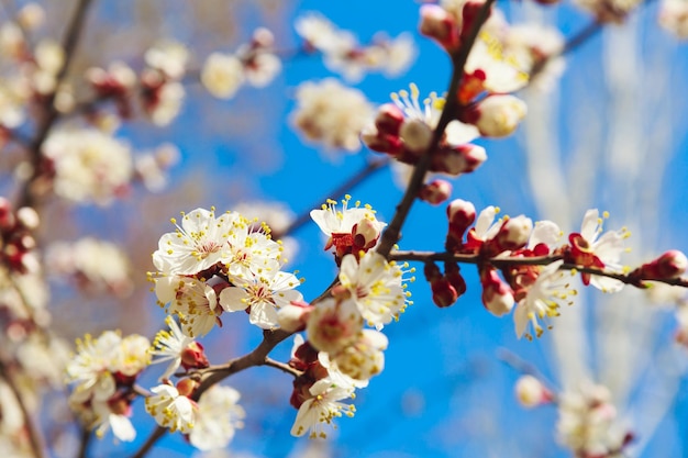 Frühlingsweiße Blüten und Knospen