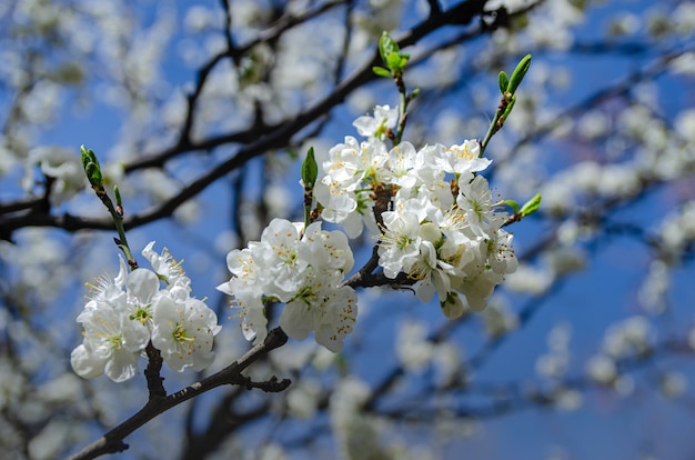 Frühlingswetter - Kirsche blühte im Garten.