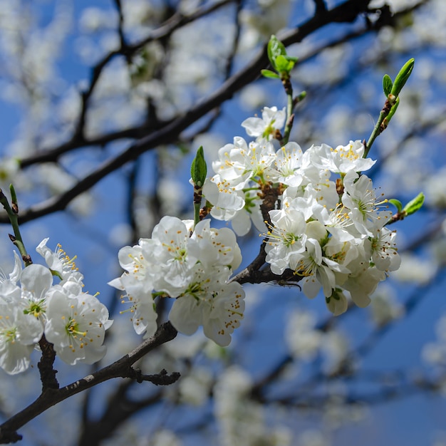 Frühlingswetter - Kirsche blühte im Garten.