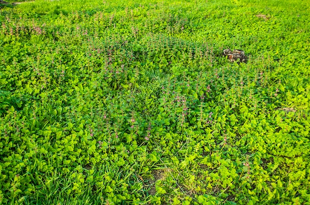 Frühlingswiese Hintergrund