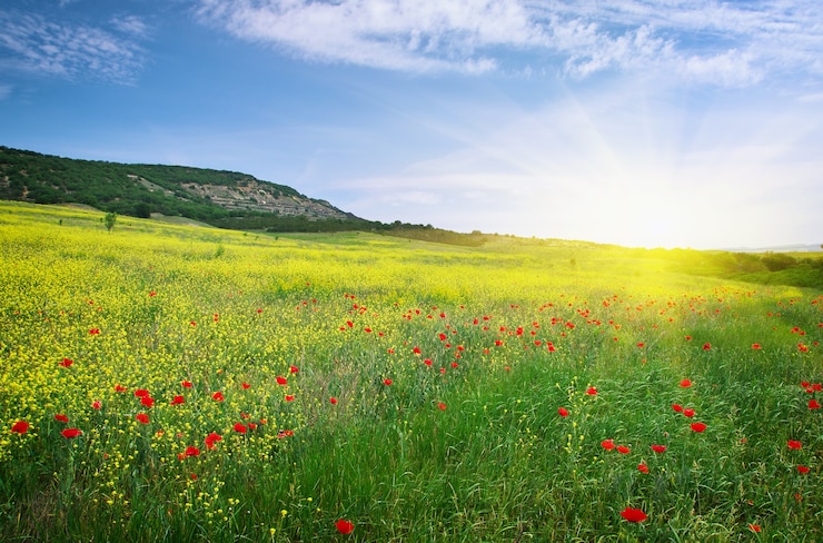 Foto frühlingswiese mit blumen. naturzusammensetzung.