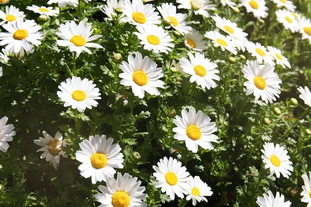 Foto frühlingswiese mit marguerite daisy