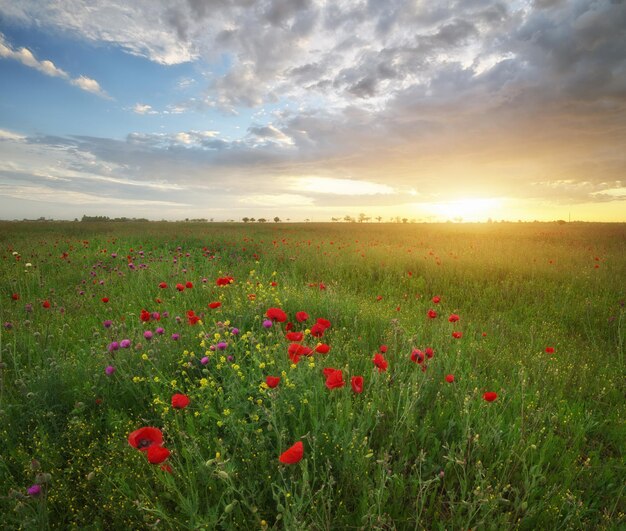 Frühlingswiese mit Mohnblumen bei Sonnenuntergang