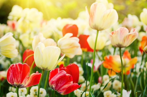 Frühlingswiese mit roten und weißen Tulpenblumen, sonniger saisonaler Hintergrund