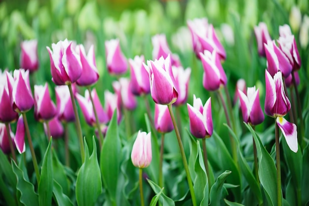 Frühlingswiese mit vielen bunten Tulpenblumen, floraler Hintergrund