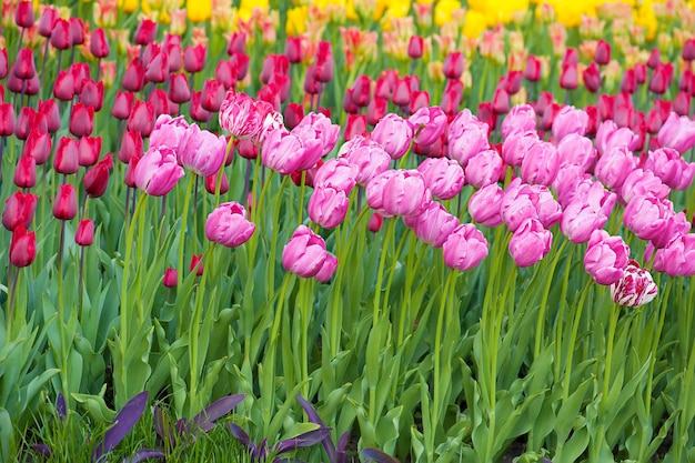 Frühlingswiese mit vielen bunten Tulpenblumen, floraler Hintergrund