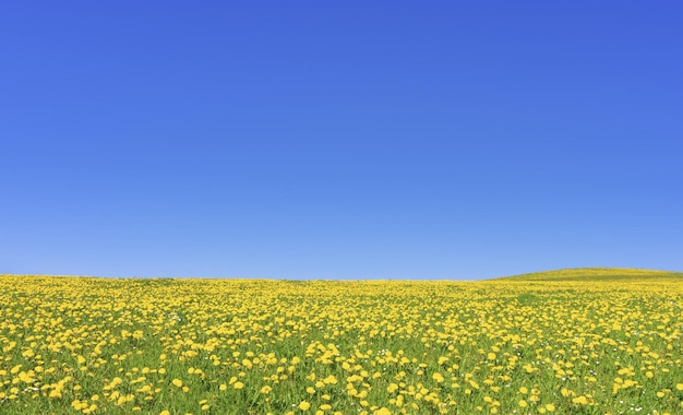 Frühlingswiese mit vielen gelben Löwenzahnblumen und blauem Himmel.